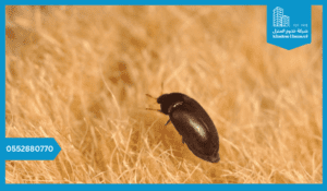 مكافحة العث المنزلي